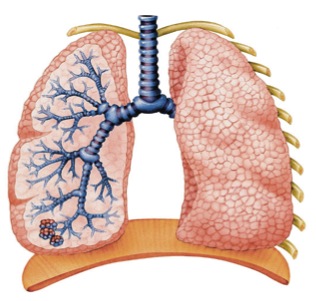 lungs.jpg